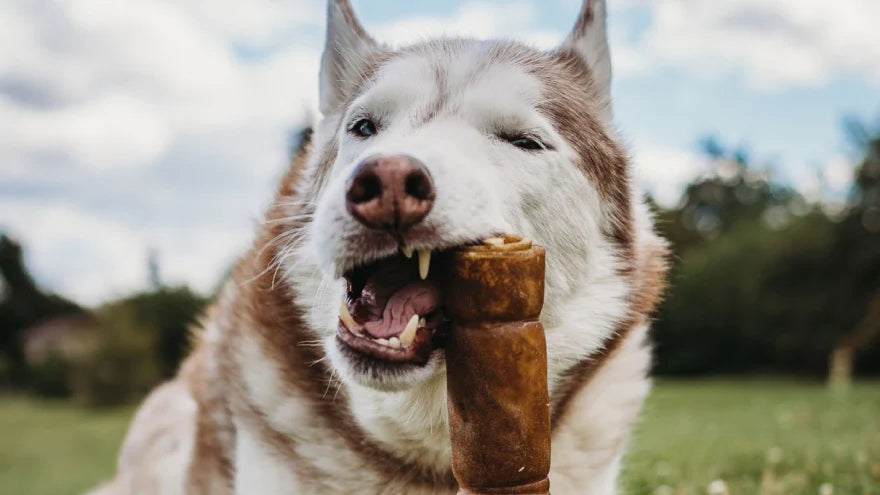 What to Consider When Selecting Your Dog's Chew