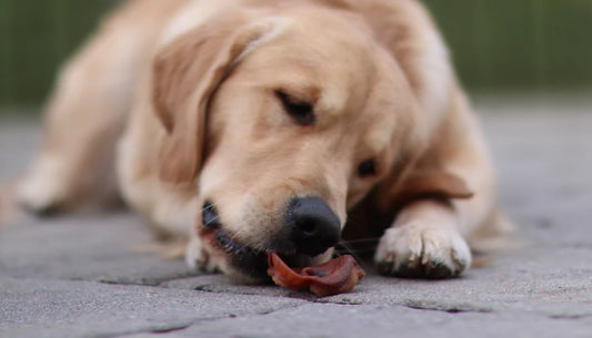 Dog Taste Buds: Common Flavor Profiles to Know