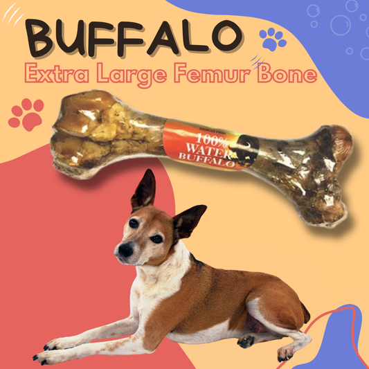 Water Buffalo Extra Large Femur Bone