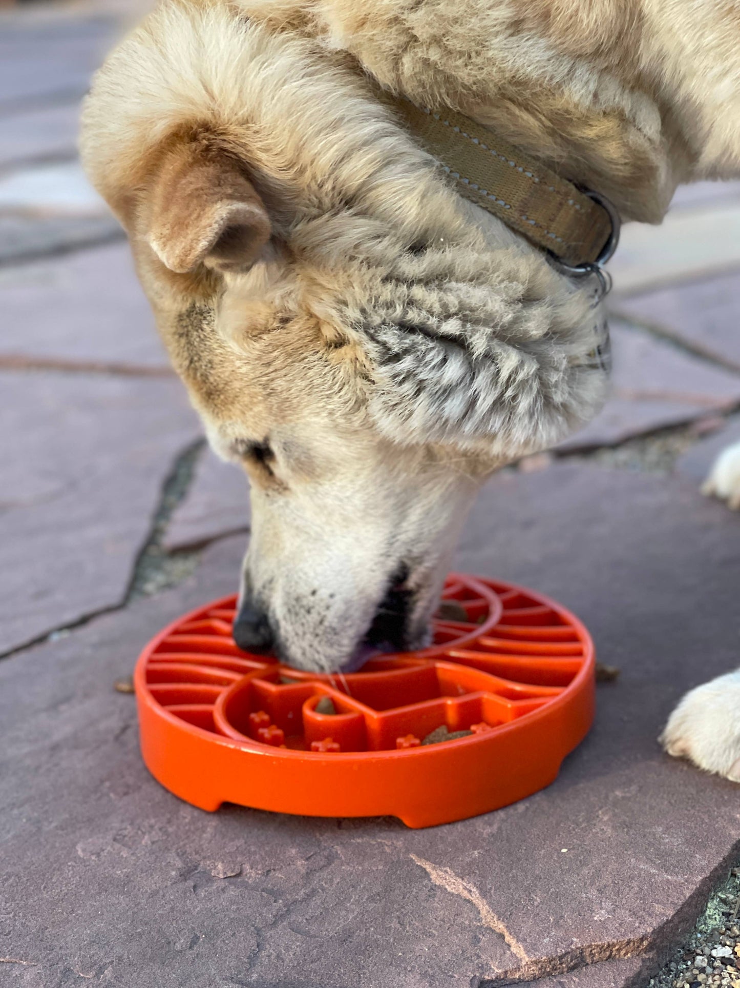 Yin Yang Design Shallow eTray Enrichment Slow Feeder Tray for Dogs: Orange