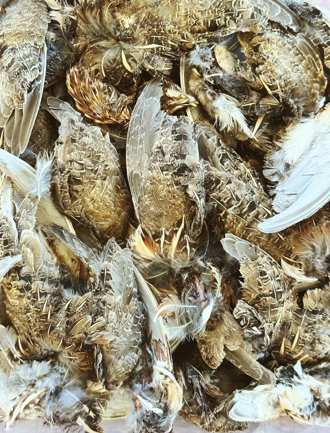 Whole Prey Quail Wings (Garnish)