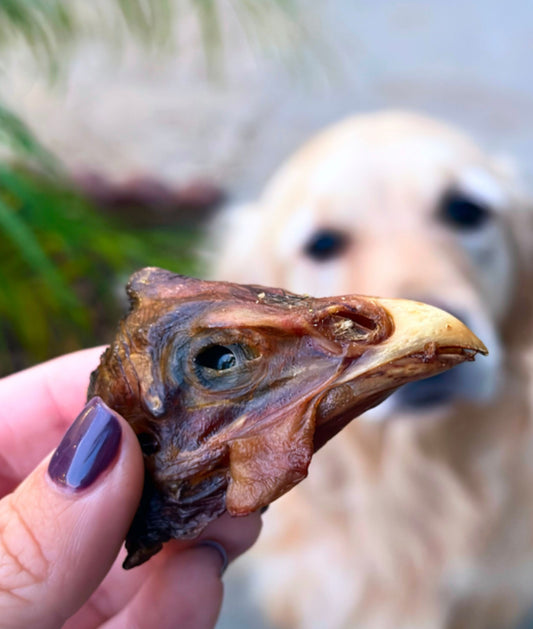 Guinea Fowl Head