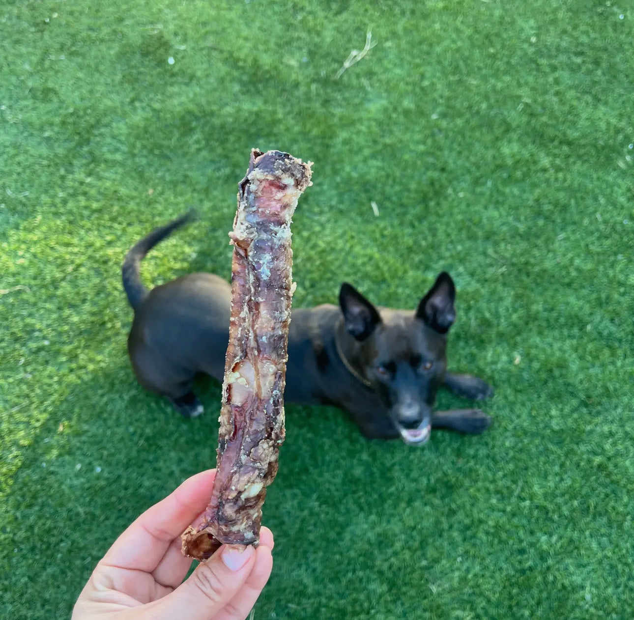 Lamb Trachea