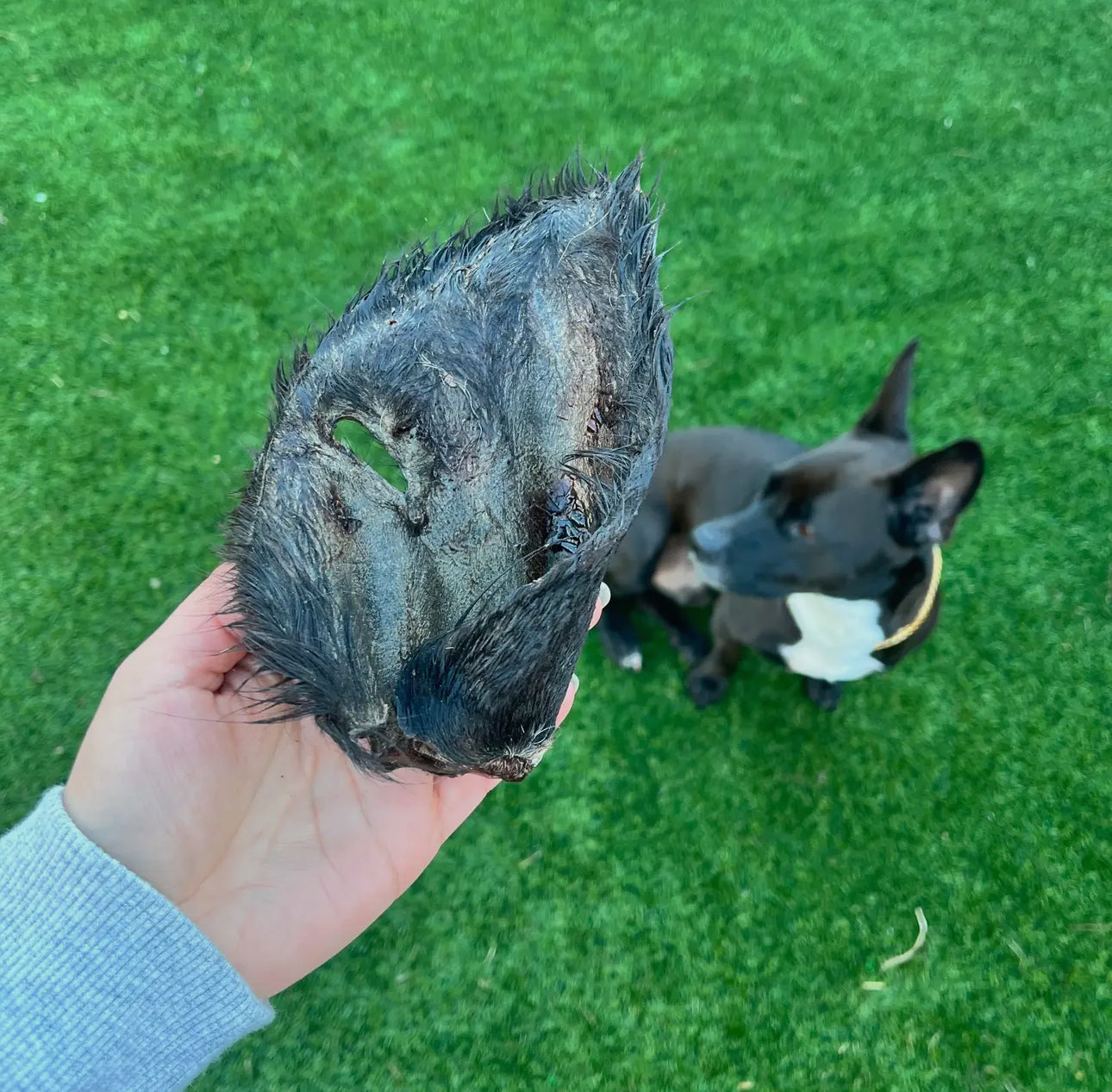 Air-Dried Cow Ear with Fur