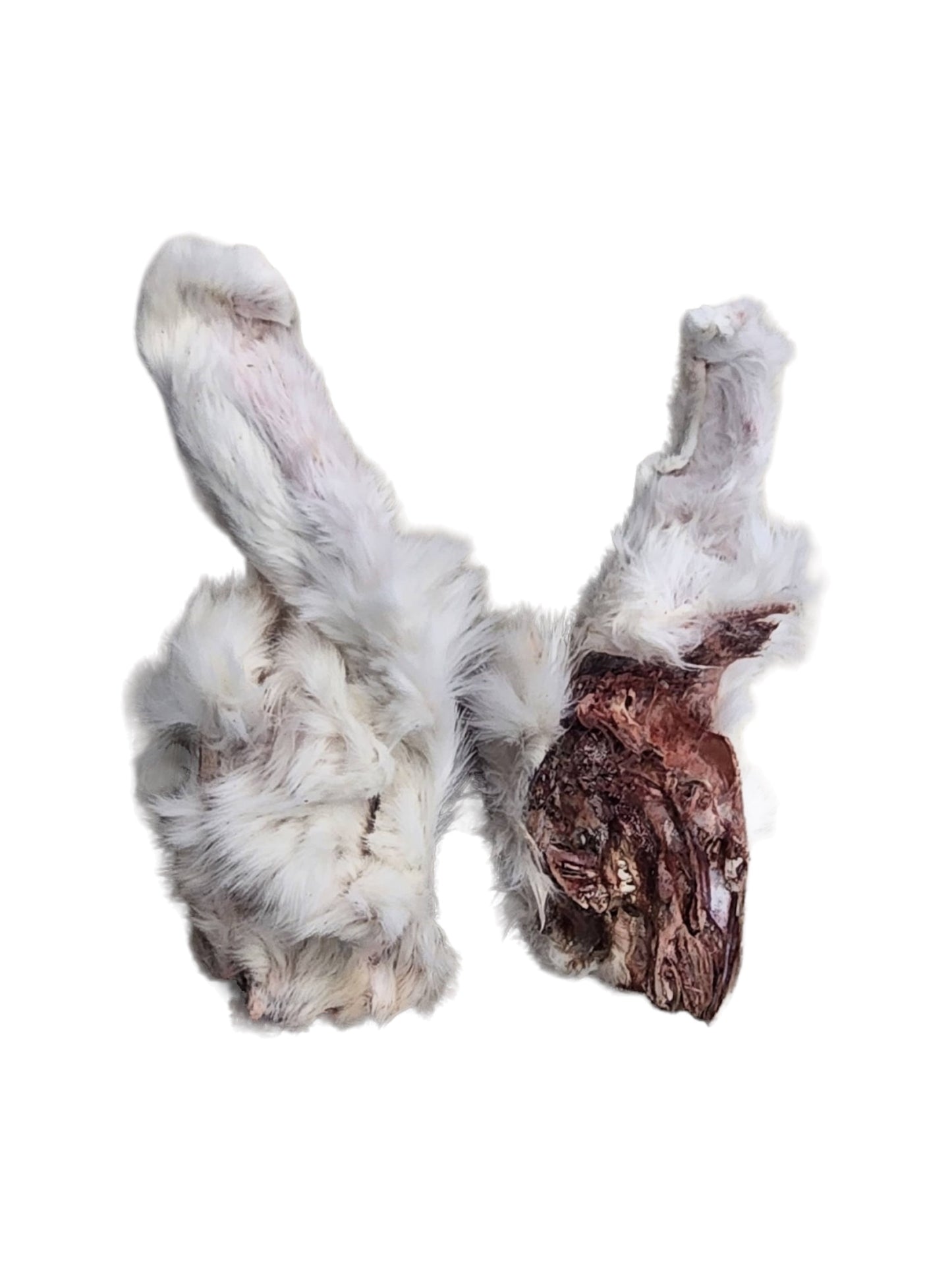 Freeze-Dried Rabbit Heads