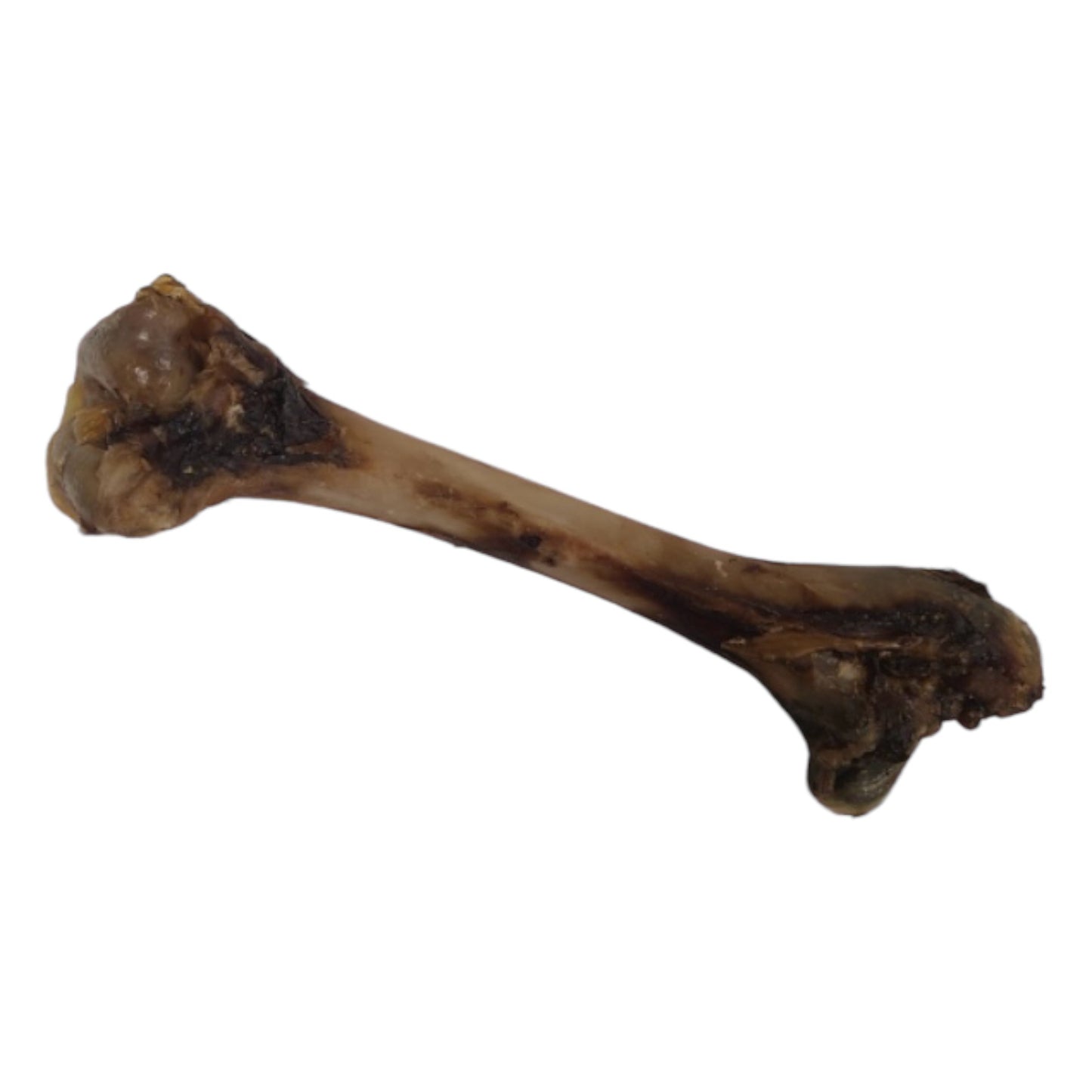 Kangaroo Femur