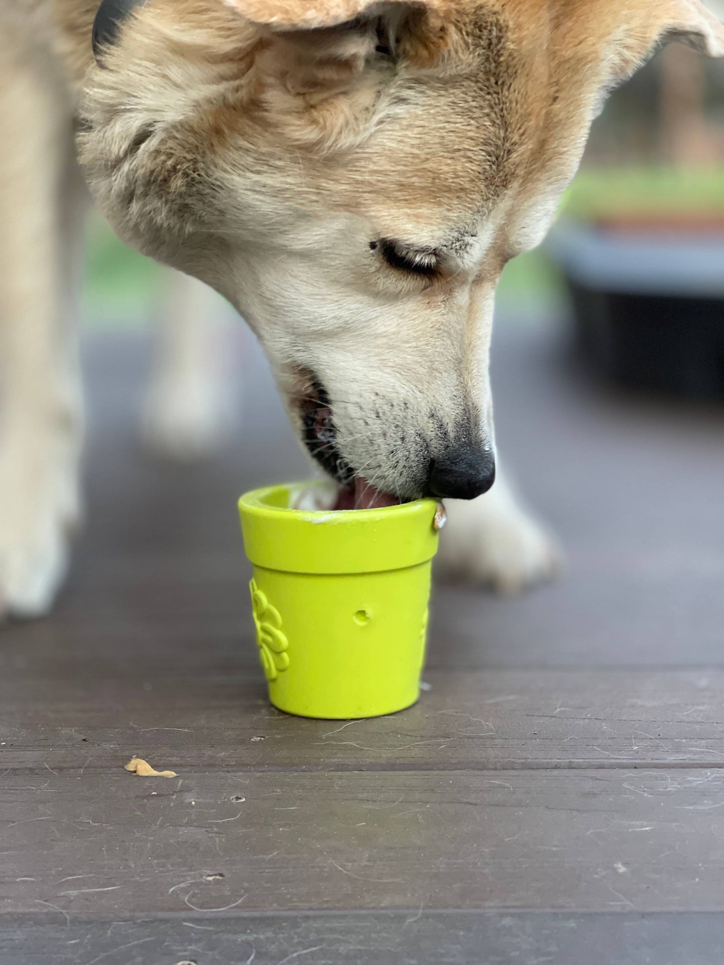 Flower Pot Durable Rubber Treat Dispenser & Enrichment: Blue