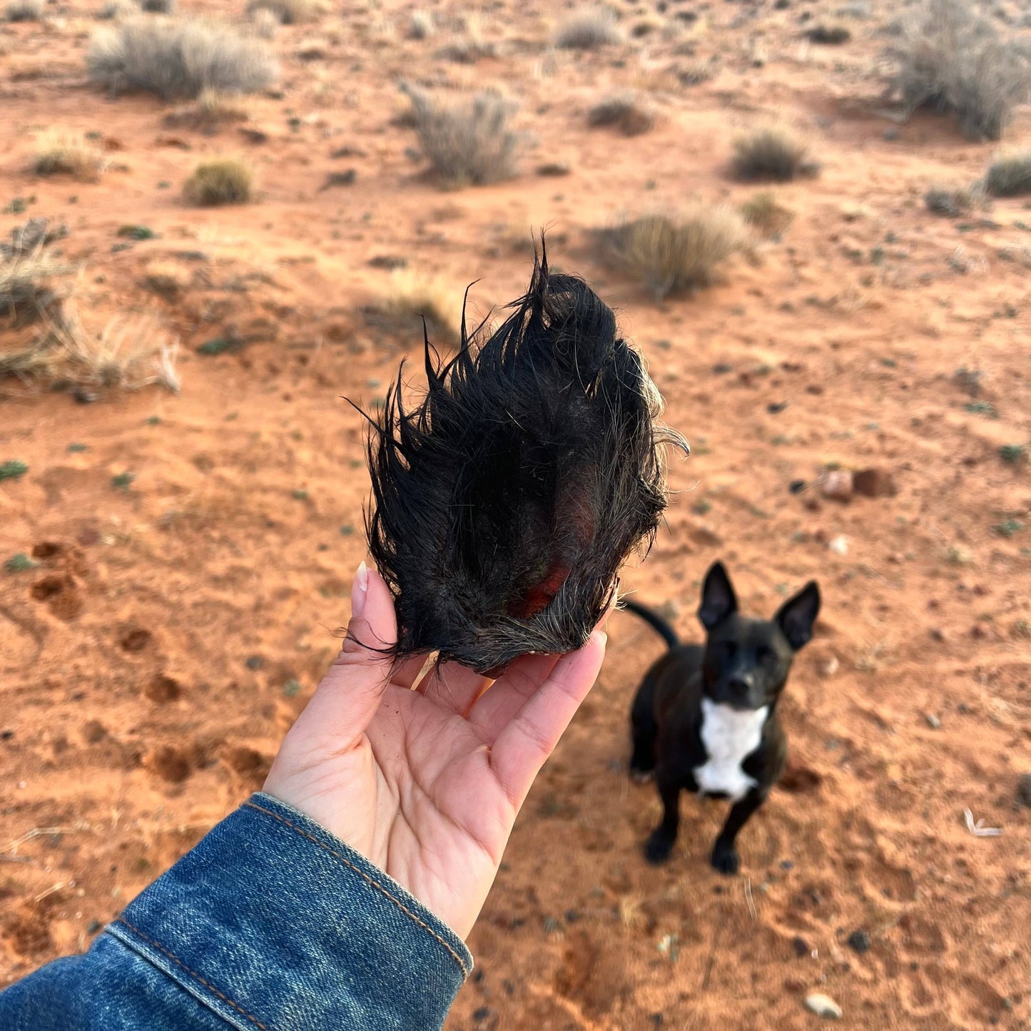 Air-dried Boar Ear