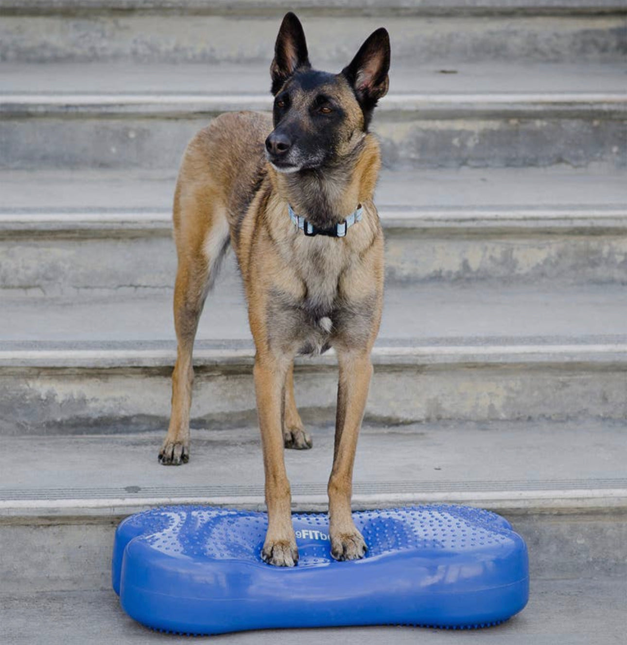 Caninegym K9FITbone Balance Training Platform - Original