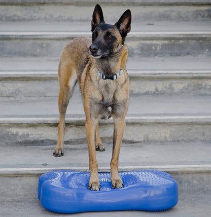 Caninegym K9FITbone Balance Training Platform - Original