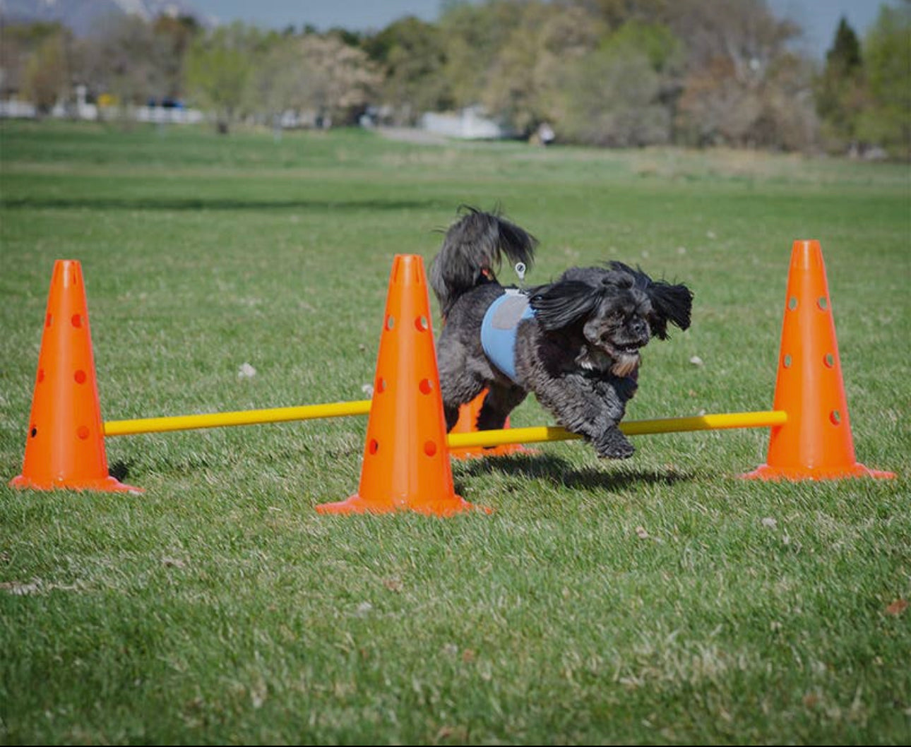 FitPAWS Hurdle Set