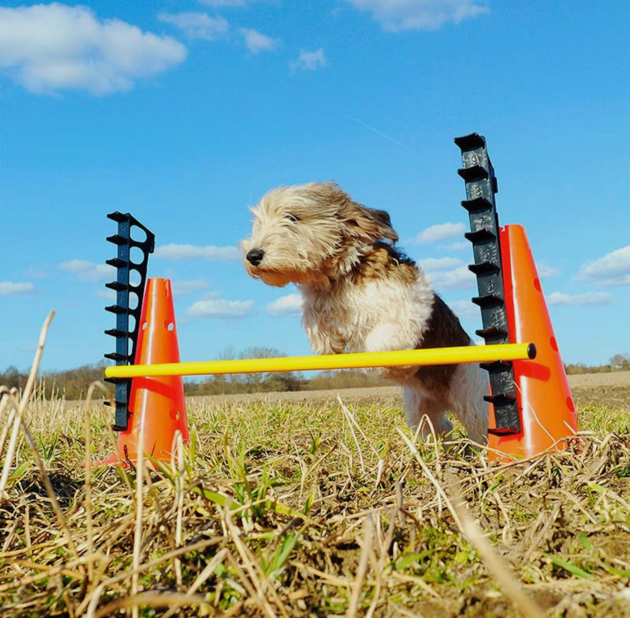 FitPAWS Hurdle Set